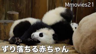 Mom & twin babies Panda  sleepy 眠たいよ〜パンダの赤ちゃん　桜浜 桃浜