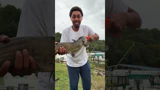 Nice channel off pack bait #fishing #catfish