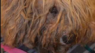 ROMEO: Matted Dog Gets Groomed, July 2014