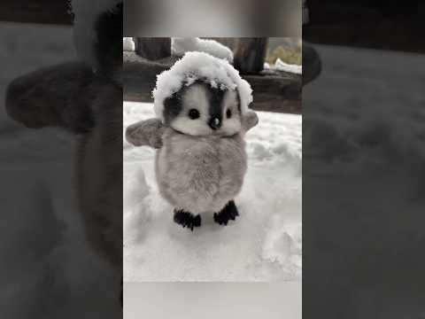Cute Baby Penguins Moments Part 2 Cute Adorable Pet Penguin Fluffy Cuteanimal