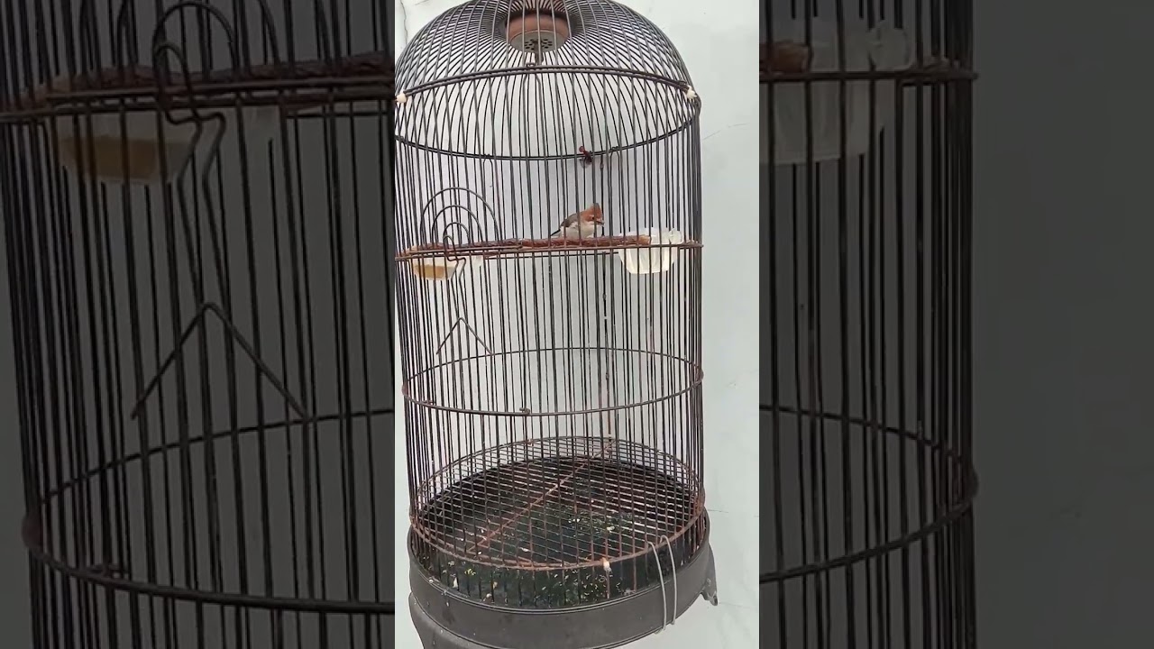 Burung Yuhina kalimantan si kecil cabe rawit#masteranmuraibatu #kicaumania #yuhina