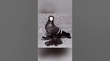 الحمام الشقلباظ 