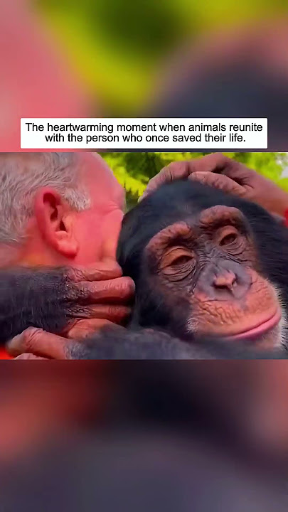 Proof that animals never forget those who saved them.