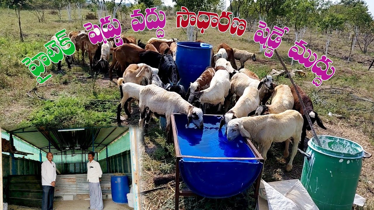 పొట‌్టెళ‌్ళు రెండే నెలలు మేపి అమ్ముతాము