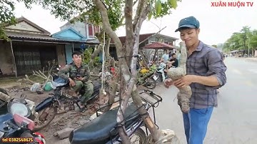 chợ phôi cây cảnh  dạo này vẫn hoạt động nhộn nhịp tại phong vân, lục Ngạn BG