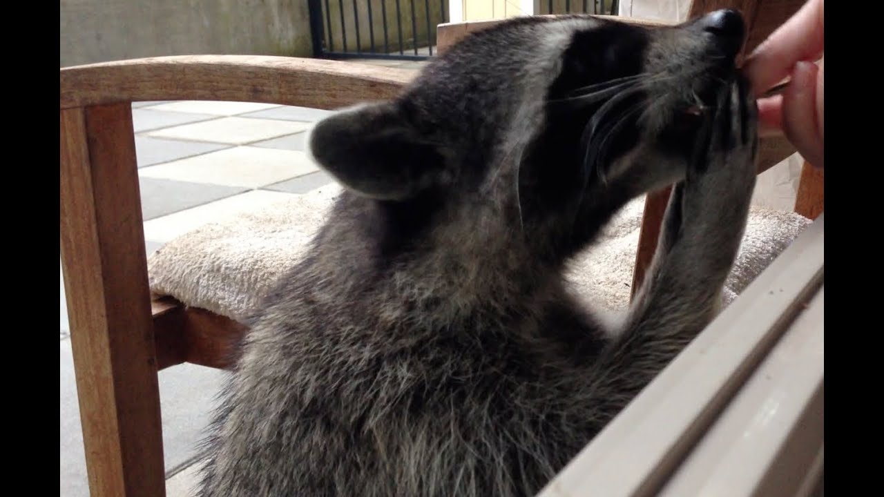 Fred the Friendly Raccoon - Part 10 - YouTube