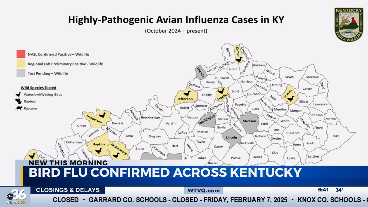 Bird flu cases confirmed in Kentucky - YouTube