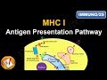 Antigen Processing and Presentation (PART I): MHC I Antigen Presentation pathway (FL-Immuno/25)