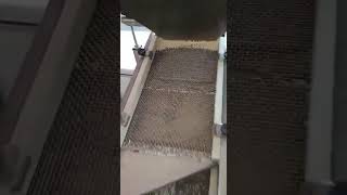 מכונה לברירת אורז לא תמיד מצליחה לסנן מחרקים..