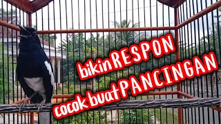Kacer ngeplong santai ampuh buat pancingan kacer bahan cepat gacor