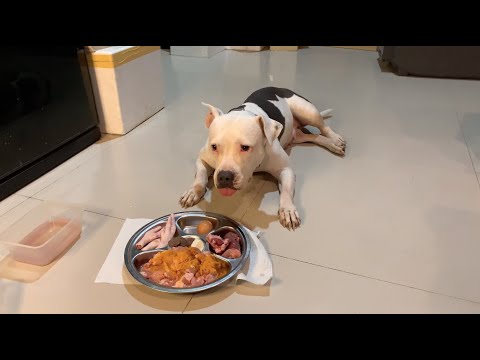 🐶🐶Oli&nomy: ♠️🐄🐶nomy VS. RAW diet [ASMR]MUKBANG 犬が生の肉を食べる[咀嚼音] Dog VLOG | OCT/15/2022 EP. | Dog VLOG