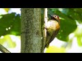 Colaptes rubiginosus - Golden-olive Woodpecker - Carpintero Cariblanco