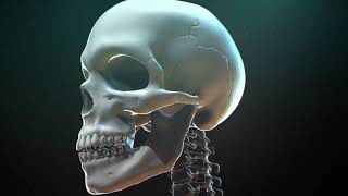 Skeletal System – Bones & Joints Explained Simply