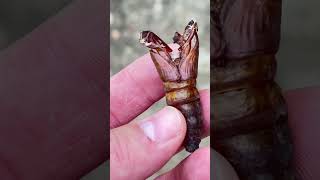 Cocon de papillon