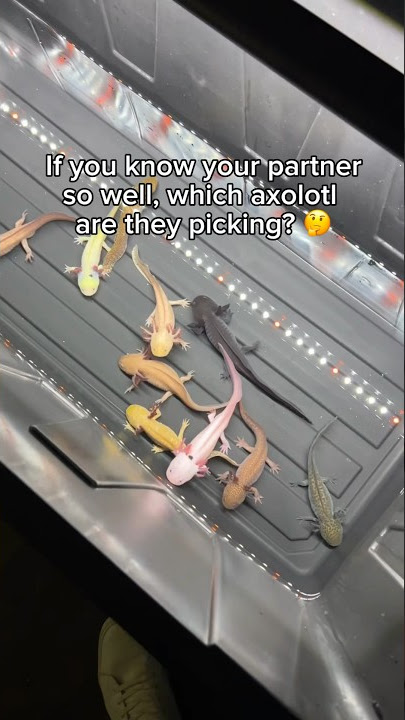 Which Axolotl Would They Pick?