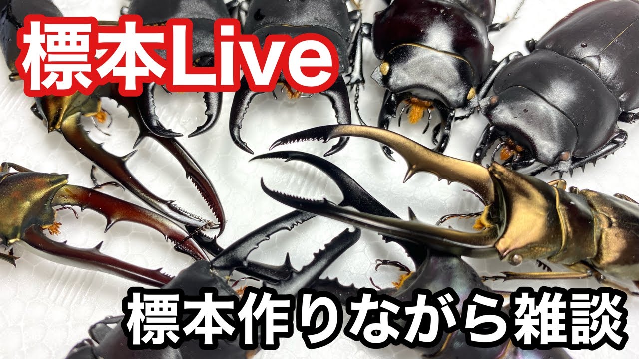Live標本作りながら雑談【クワガタ飼育】 - YouTube