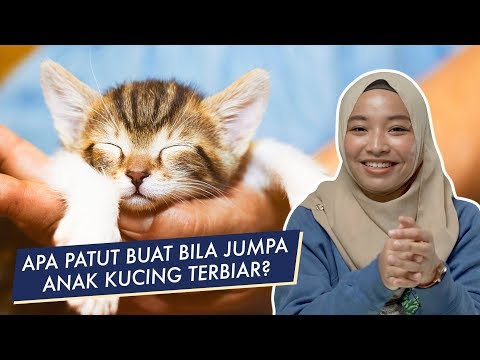 Video: Bolehkah kucing minum susu lembu?