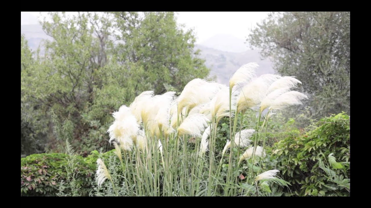 Regardez Aurora - 'Géminis' Diario de grabación en la Alpujarra sur YouTube Regardez Aurora - 'Géminis' Diario de grabación en la Alpujarra sur YouTube