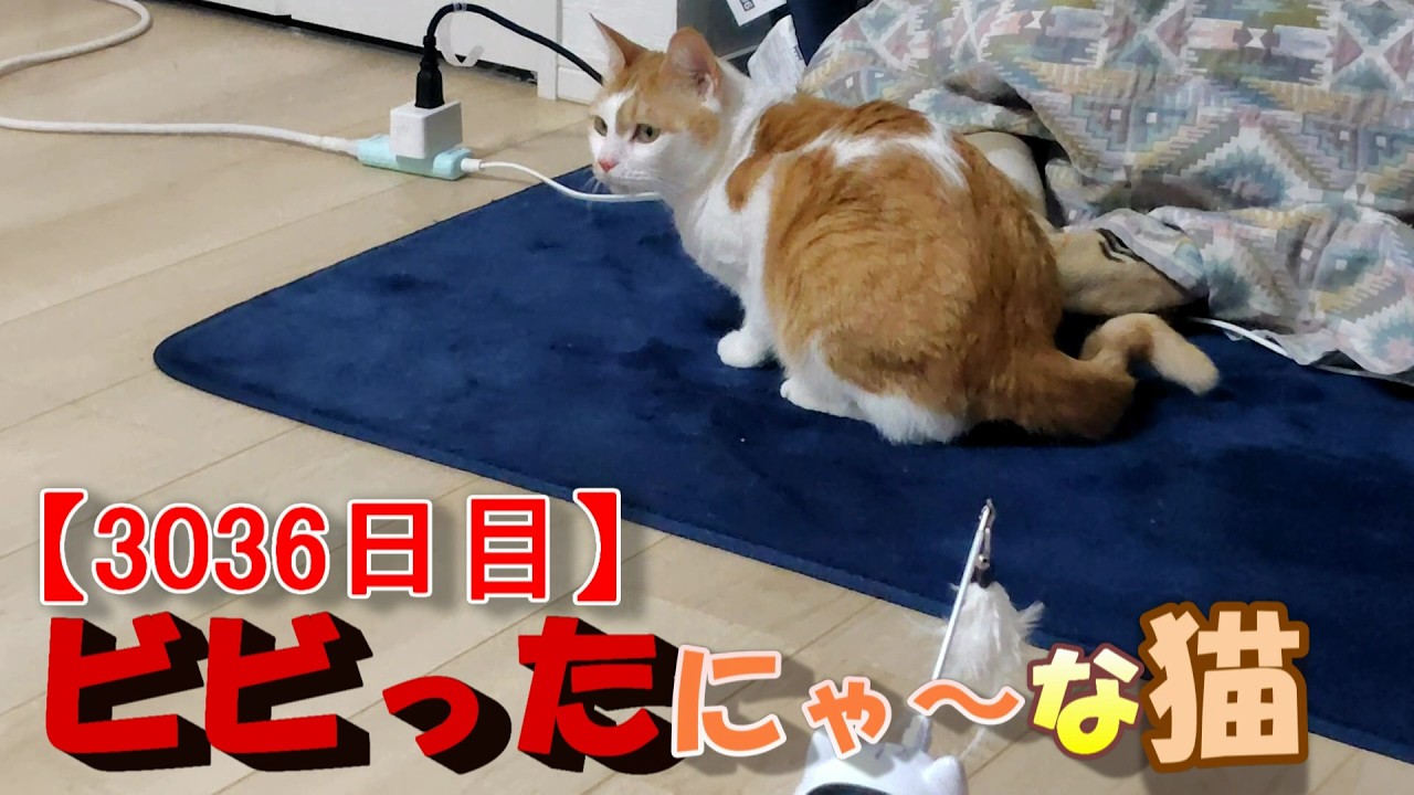 3036日目】ビビったにゃ～な猫【かわいい・面白い】～The growth