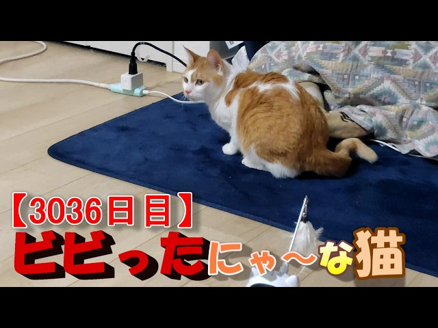 3036日目】ビビったにゃ～な猫【かわいい・面白い】～The growth