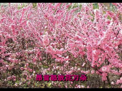 红梅赞 - 龚玥 Ode to the Red Plum Blossoms - Gong Yue