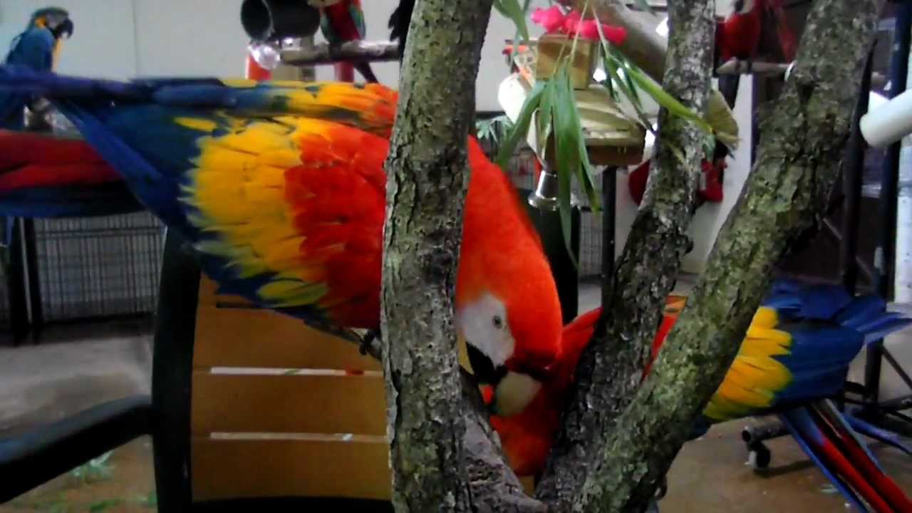 Curated visual reference: Picture Idea: Parrot Enrichment Parrot Jungle Gym