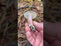Сыроежка Келе Russula queletii #Russula drimeia var. queletiisardonia f. queletii #flavovirens