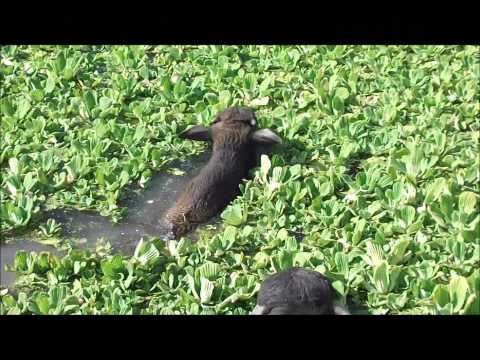 Vidéo: Découverte D'isomères Dans Les PBMC De Buffles D'eau Indiens En Bonne Santé