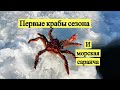 Первые крабы сезона и морская саранча