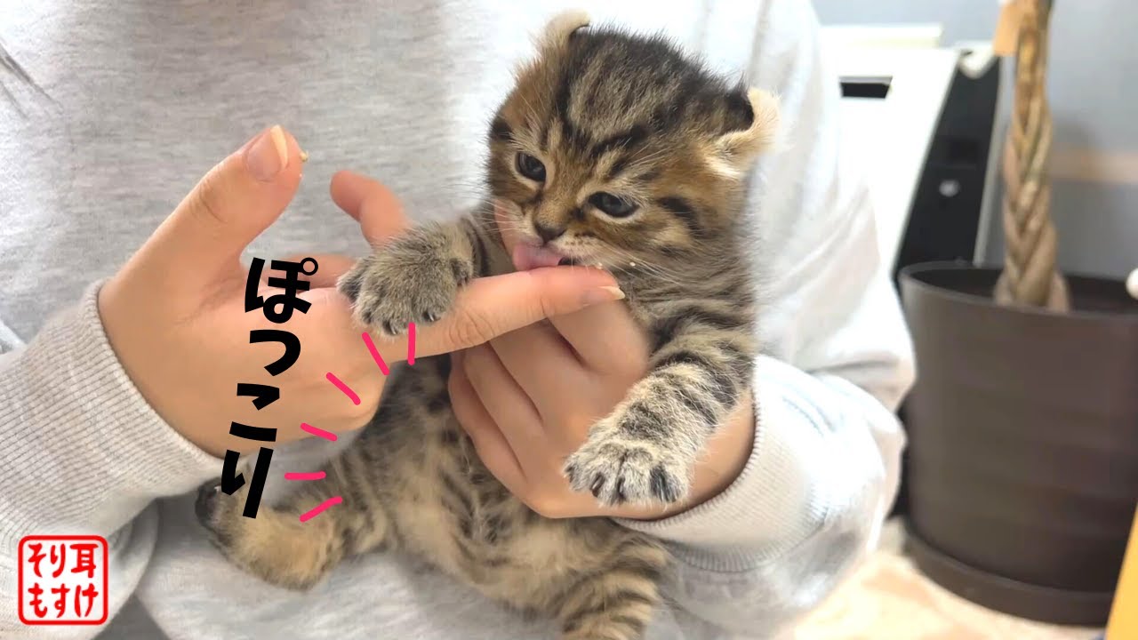 とも様️御予約おしゃぶりお腹ぽっこり子猫ちゃんアートドール