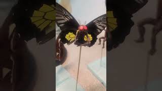 Mothman in the wild
