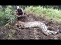 INILAH SOSOK WUJUD ASLI ULAR PYTHON TANAH BESAR MIRIP ANACONDA KW | MANDA PETUALANG | BIGANIMALS