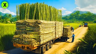 CÓMO se FABRICAN los PRODUCTOS de BAMBÚ: Desde la Plantación hasta la Fábrica de Cepillos de Dientes