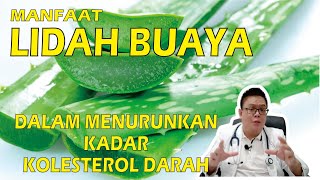 MANFAAT LIDAH BUAYA DALAM MENURUNKAN KADAR KOLESTEROL DALAM DARAH
