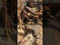 Bushmen successfully hunting a wild pig#traditional #bushcraft