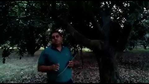 Success Story: Rejuvenation of Mango Orchard