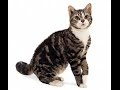 American Wirehair Cat の動画、YouTube動画。