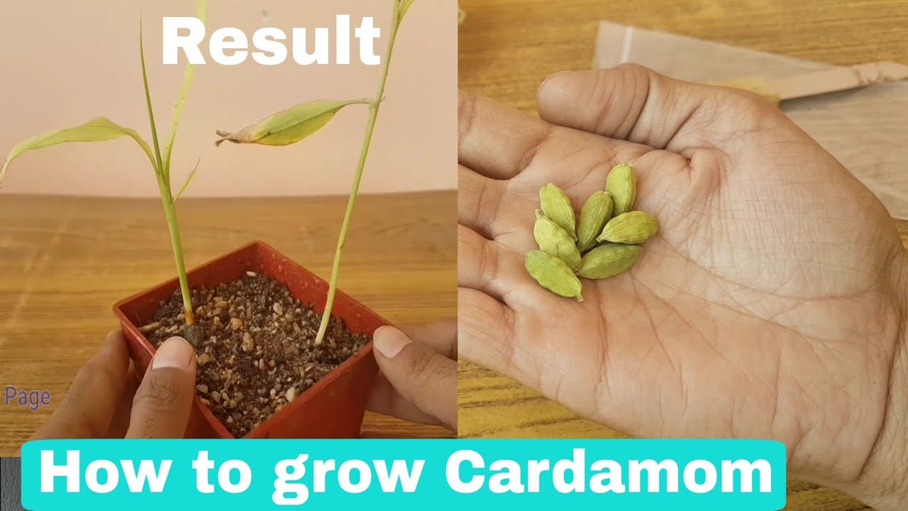 How To Grow Cardamom From Seeds, How To Grow Cardamom Plant From Seeds