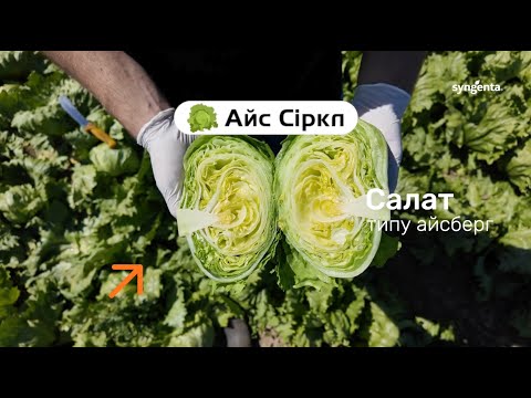 Салат типу Айсберг — Айс Сіркл. Для вирощування навесні та на початку літа
