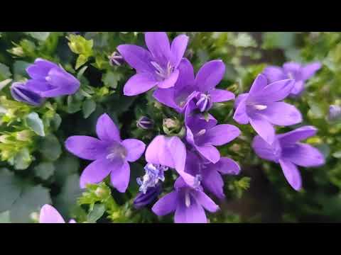Video: Piante Da Cordolo (68 Foto): Fiori E Arbusti Annuali A Bassa Crescita, Crisantemi E Tulipani, Fiori Gialli E Bianchi, Piantare Rose