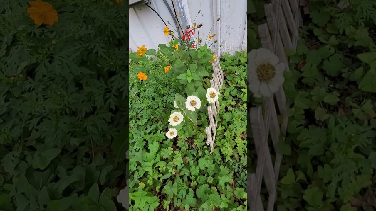 My Garden January 10 2026 Corpus Christi Texas 