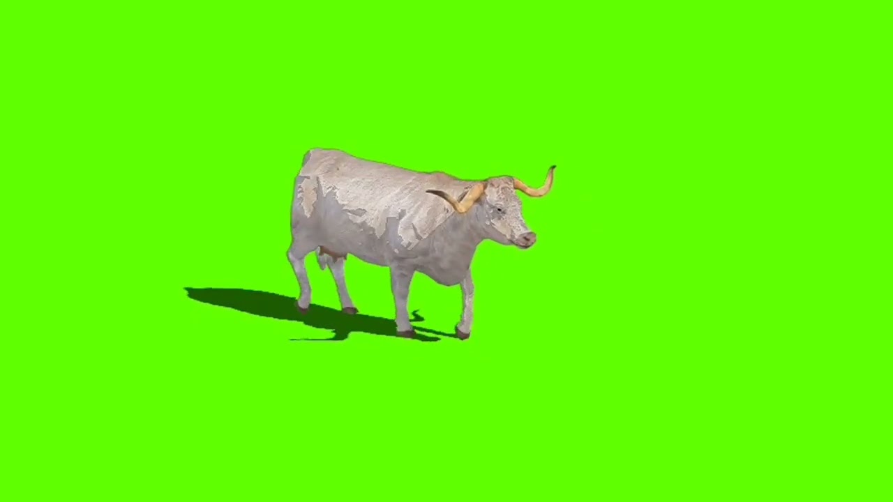 Cow! Green screen video! No copyright! Use free!!