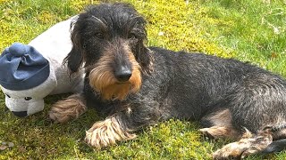 Cute dachshund guards his garden with a seal #TeddyTheDachshund by Teddy the Dachshund 1,940 views 1 month ago 1 minute, 52 seconds