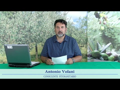 Notiziario olivicolo dell'Emilia Romagna 22 luglio 2022