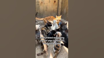 Donate or share to help me raise $180 for cat