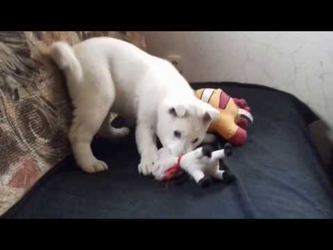 KISHU INU