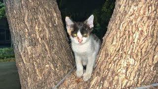 Rescued A Kitten Found Trapped In A Tree by Kitten Needs Help 789 views 5 months ago 6 minutes, 38 seconds