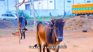 P.vijayakumar Medical Rekla Bulls Rekla Race Status Veeravamsam Rekla