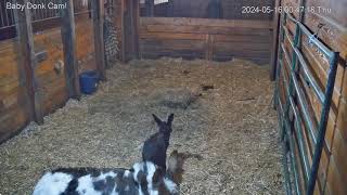 Goldy's Barn.  Harley's Foal Having (Bathroom)Trouble ?