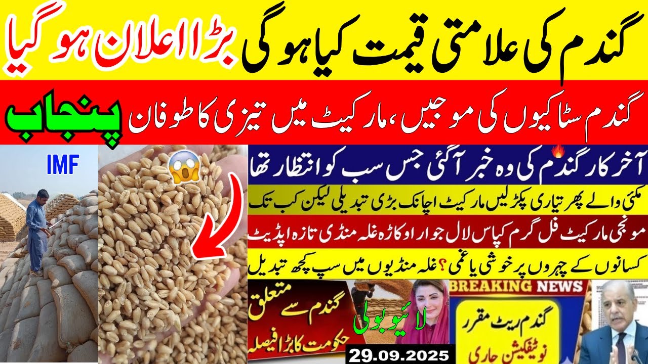 Today Gundam price in punjab/Wheat rate 2025 | Munji,Makki, Till ...